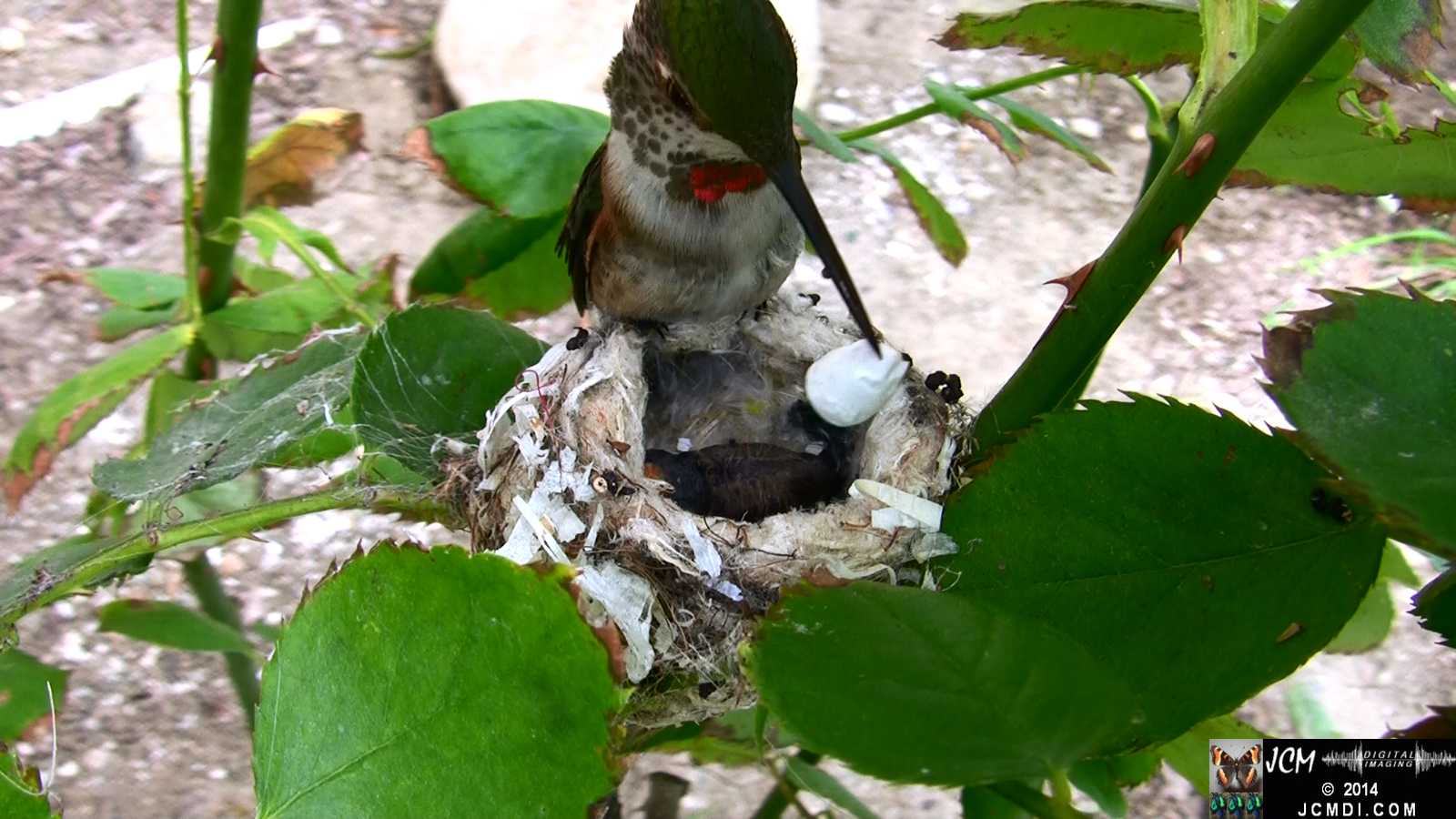 Allens Hummingbird feeding chick and picking up bad egg 2